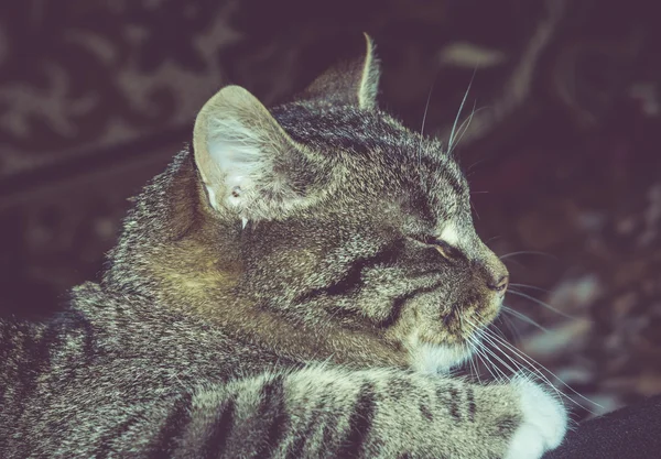 Portrét retro mourovatá kočka — Stock fotografie