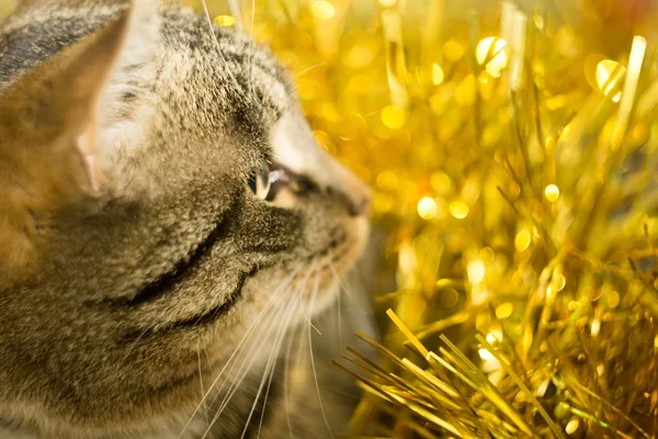 줄무늬 고양이 노란색 반짝이 — 스톡 사진
