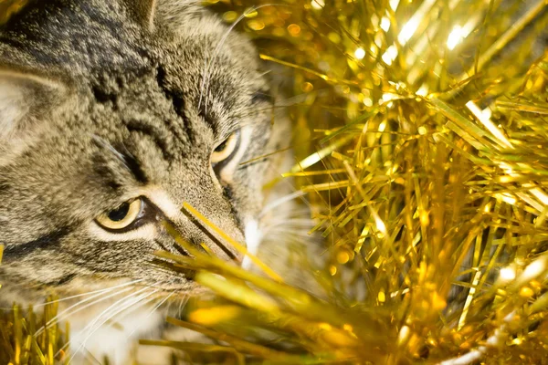 Tabby-Katze und gelbes Lametta — Stockfoto