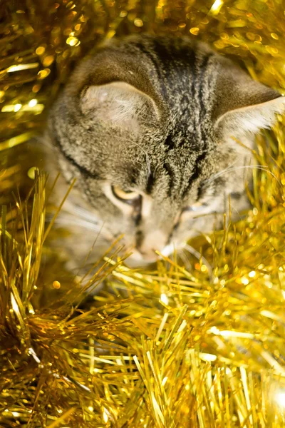 Tabby-Katze und gelbes Lametta — Stockfoto