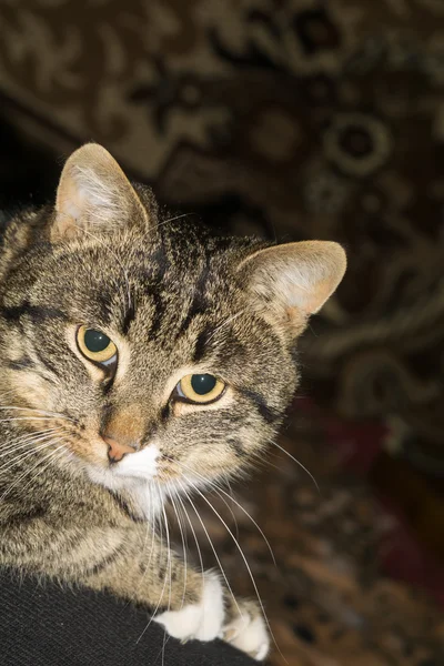 Tabby-Katzenporträt — Stockfoto