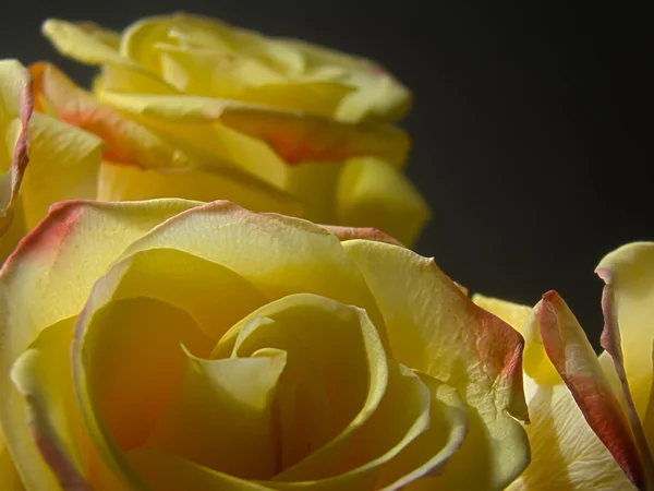 Yellow roses — Stock Photo, Image