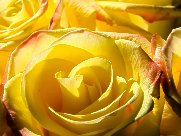 Yellow roses — Stock Photo, Image