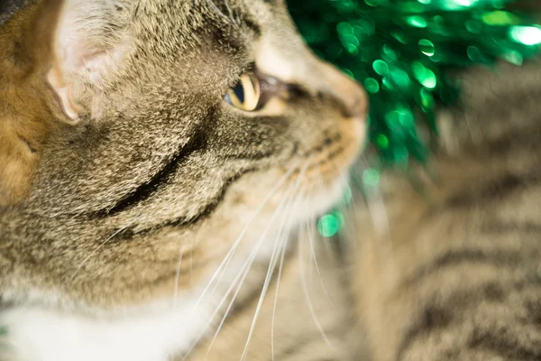Cyperse kat en groene klatergoud — Stockfoto