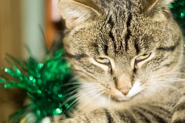 Mourovatá kočka a zelené Tinsel — Stock fotografie