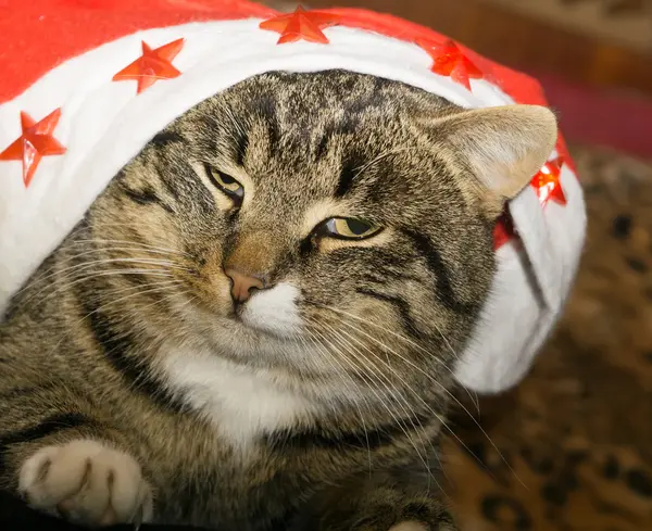 Retrato de gato de tabby — Foto de Stock