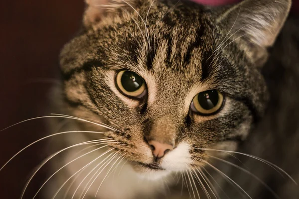 Tabby-Katzenporträt — Stockfoto