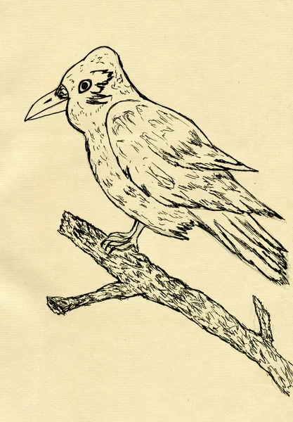 Esboço de corvo — Fotografia de Stock
