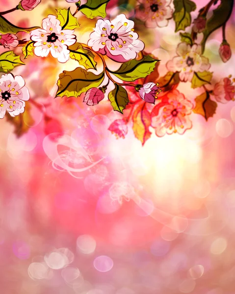 Drömmande Sakura — Stockfoto