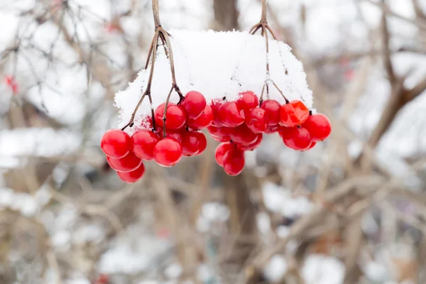 Ceniza de montaña en nieve — Foto de Stock