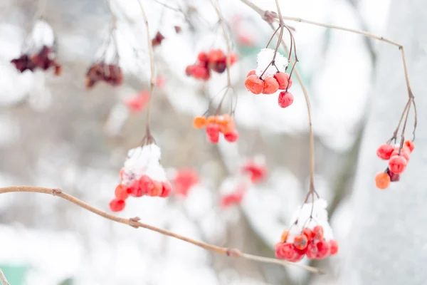 Mountain Ash i snö — Stockfoto