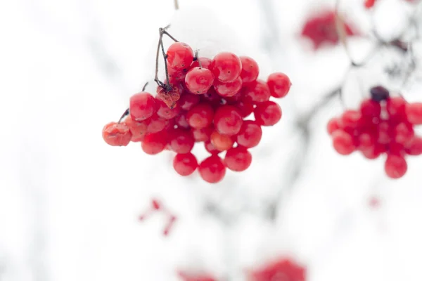 Mountain Ash i snö — Stockfoto