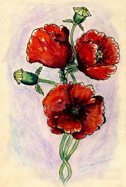 Poppy bloemen schets — Stockfoto