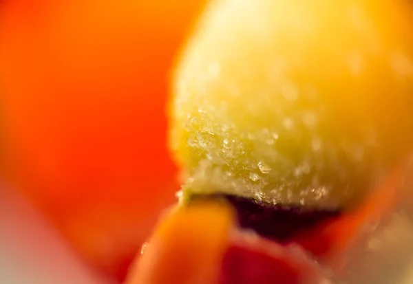 Macro de verduras congeladas — Foto de Stock