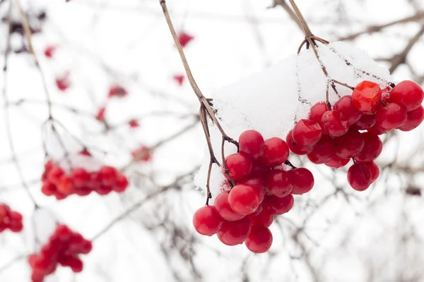 Mountain Ash i snö — Stockfoto