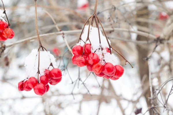 Mountain Ash in Snow — Stock Photo, Image