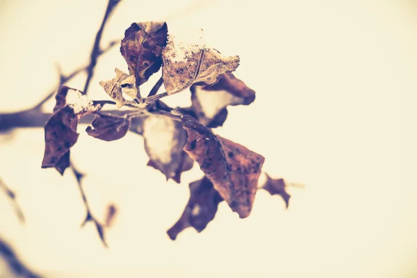 Neige sur les feuilles — Photo