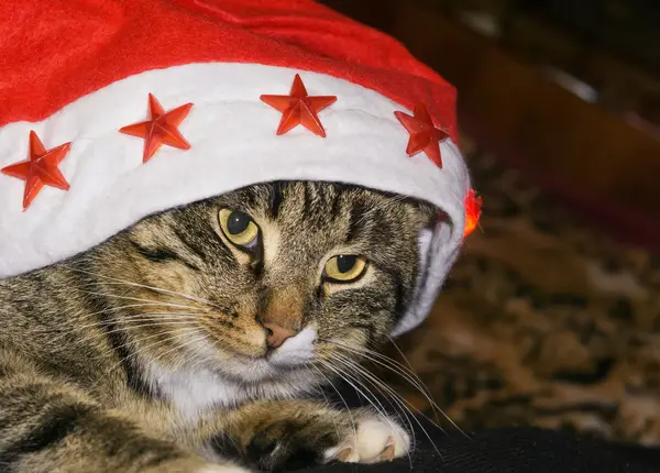 Tabby Cat Portrait — Stock Photo, Image