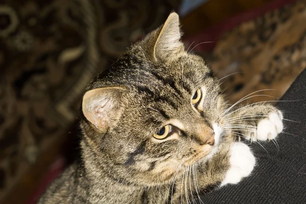Retrato de gato de tabby — Foto de Stock