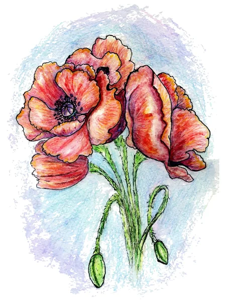 Poppy bloemen schets — Stockvector