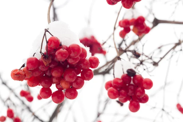 Mountain Ash i snö — Stockfoto