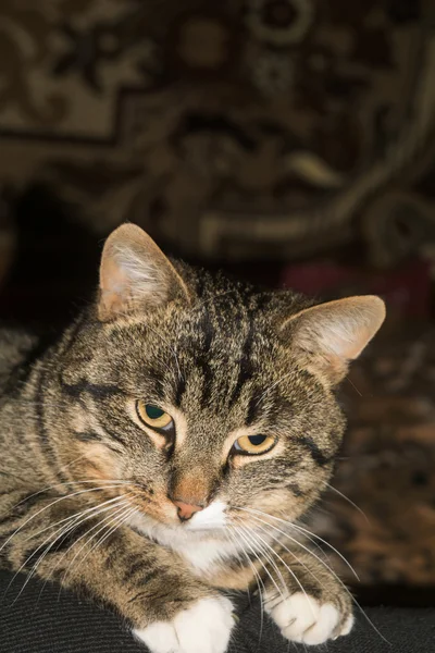 Tabby-Katzenporträt — Stockfoto