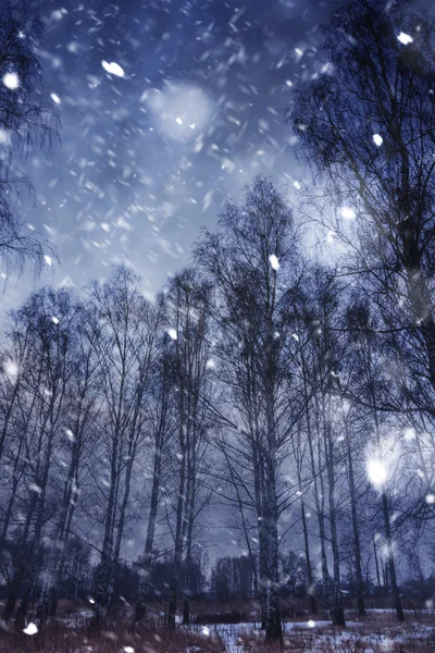 Winter Forest en sneeuwval — Stockfoto