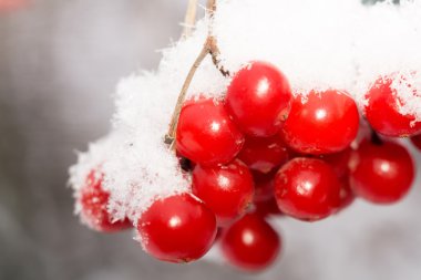 Rowan Hoarfrost içinde makro