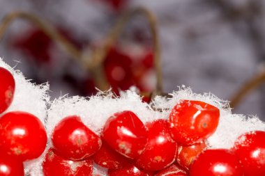 Rowan Hoarfrost içinde makro