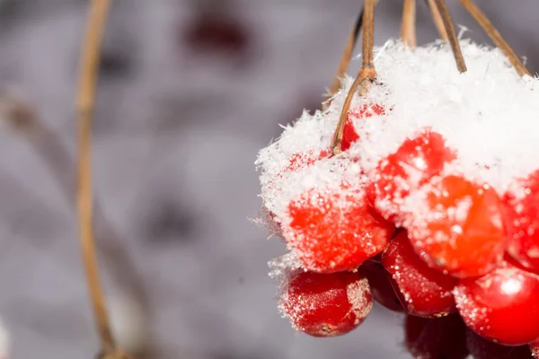 Macro of Rowan in Hoarfrost — Stock Photo, Image