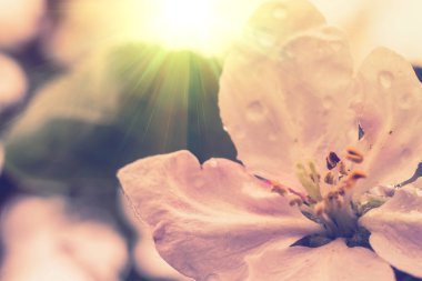 Retro elma çiçeği