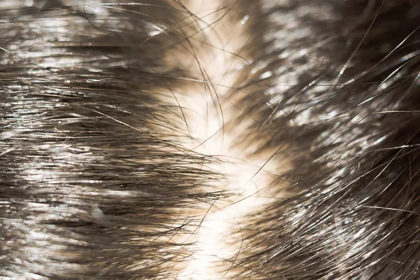 Makro saç — Stok fotoğraf