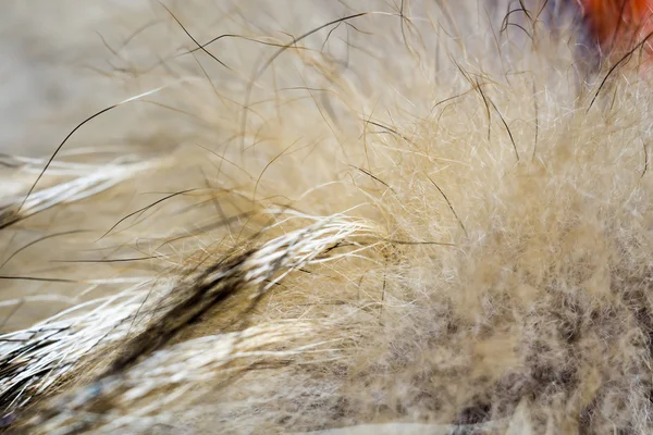Μακροεντολή από γούνα ρακούν — Φωτογραφία Αρχείου