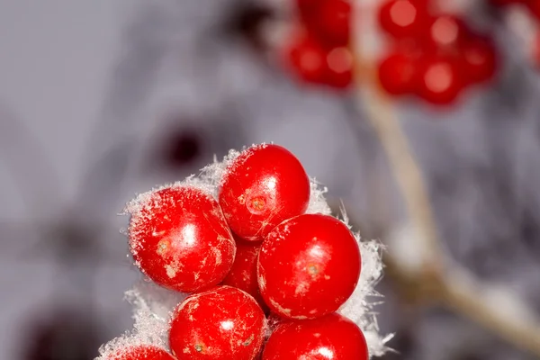 Macro of Rowan in Hoarfrost — Stock Photo, Image