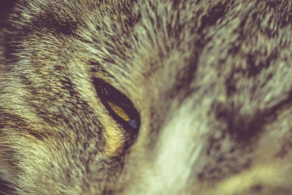 Macro de Tabby oeil de chat — Photo