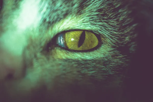 Macro of Tabby Cat Eye — Stock Photo, Image