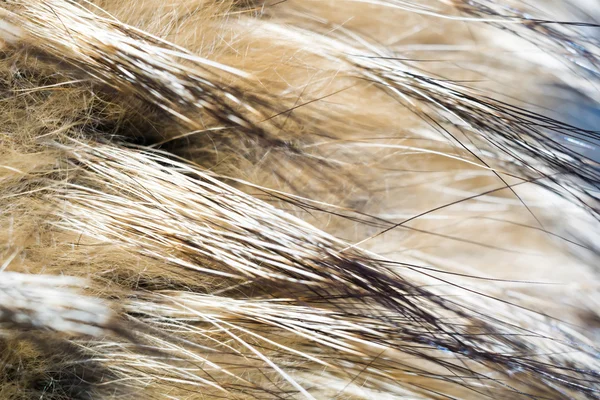 Μακροεντολή από γούνα ρακούν — Φωτογραφία Αρχείου