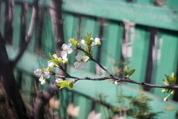 Flores de primavera macro — Fotografia de Stock