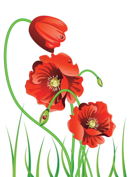 Papaver met gras — Stockvector