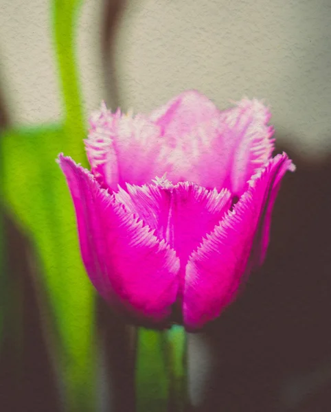 Grunge morado tulipán macro — Foto de Stock