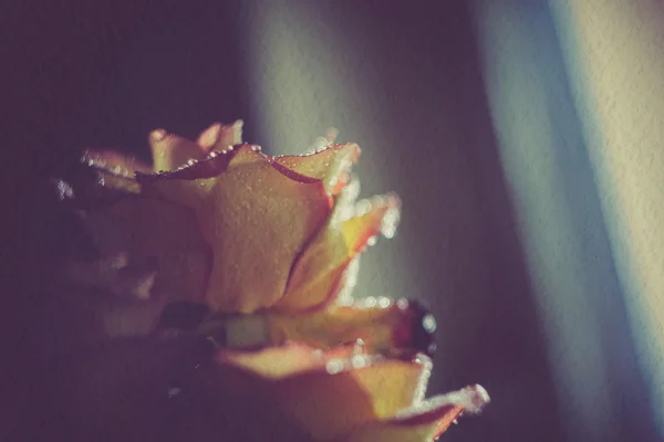 玫瑰与液滴的垃圾 — 图库照片