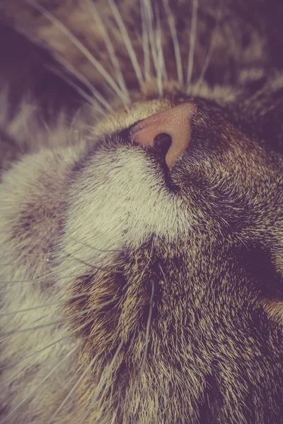 Makro för Cat Nose — Stockfoto