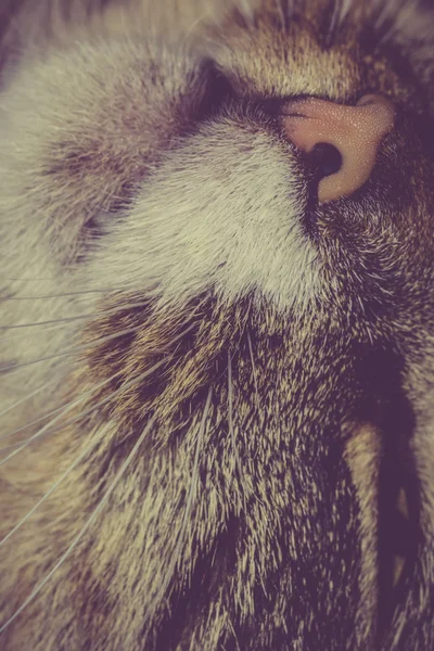 Macro de nariz de gato — Fotografia de Stock
