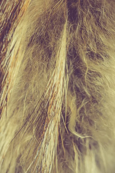 Macro of Raccoon Fur — Stock Photo, Image