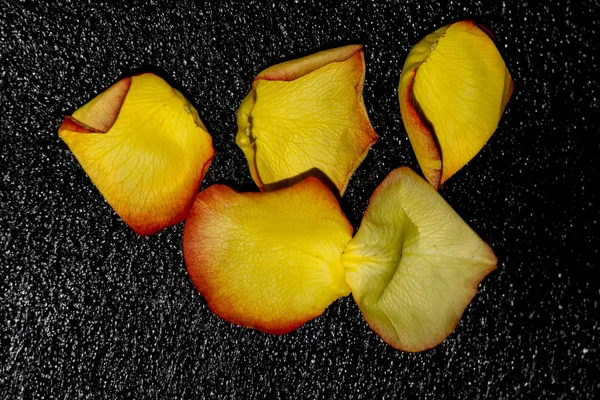 Πορτοκαλί ροδοπέταλα — Φωτογραφία Αρχείου