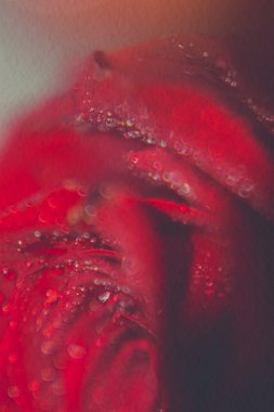 Retro kırmızı gül makro