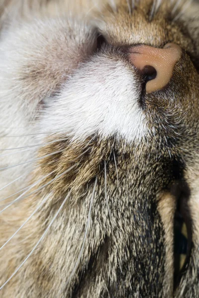 Macro van kat neus — Stockfoto