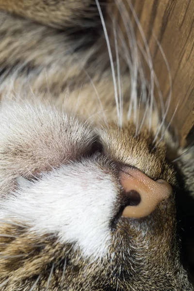 Makro för Cat Nose — Stockfoto