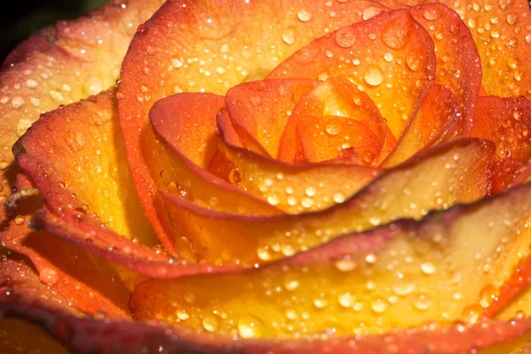 Orage Rose con Gotitas Macro — Foto de Stock