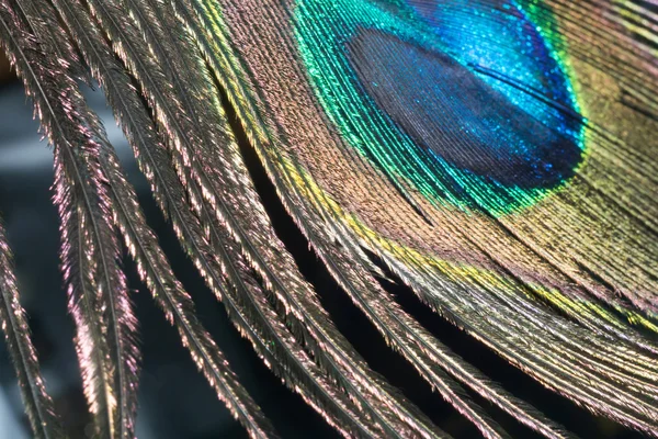 Peacock Feather — Stock Photo, Image